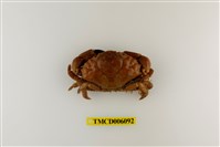 藏品(光手滑面蟹)的圖片